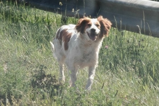 Fundmeldung Hund  Unbekannt Mérignac Frankreich