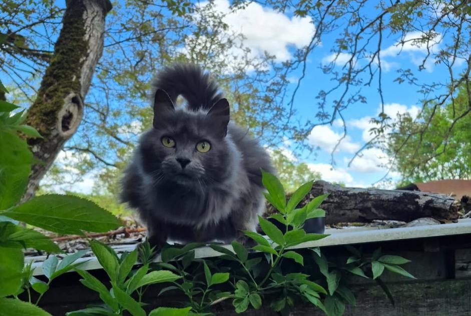 Fundmeldung Katze rassenmischung Weiblich Vouillé Frankreich