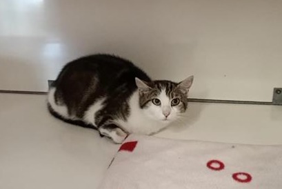 Fundmeldung Katze Weiblich Visseiche Frankreich Fundmeldung Katze Weiblich Visseiche Frankreich