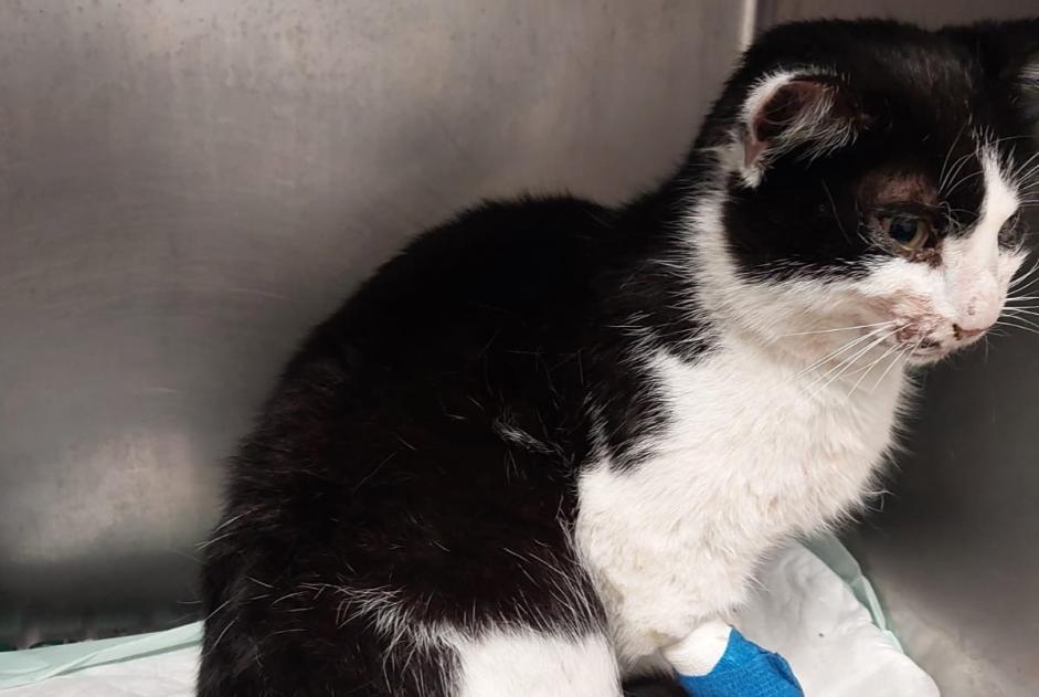 Fundmeldung Katze Weiblich Labarthe-Rivière Frankreich Fundmeldung Katze Weiblich Labarthe-Rivière Frankreich