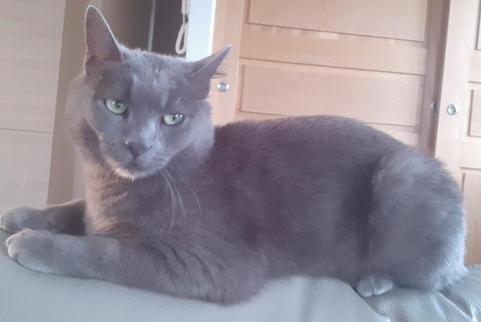 Vermisstmeldung Katze Männliche , 4 jahre Saint-Vincent-de-Boisset Frankreich Vermisstmeldung Katze Männliche , 4 jahre Saint-Vincent-de-Boisset Frankreich