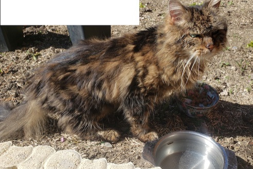 Discovery alert Cat miscegenation Unknown Entrelacs France