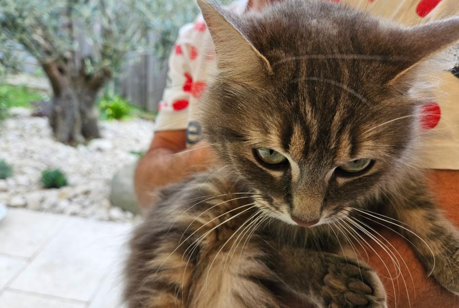 Discovery alert Cat miscegenation Female Millery France