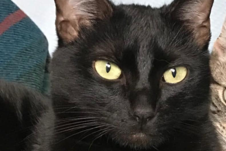 Disappearance alert Cat Male , 2 years Sartrouville France
