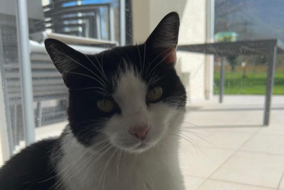 Disappearance alert Cat miscegenation Female , 7 years La Buisse France Disappearance alert Cat miscegenation Female , 7 years La Buisse France