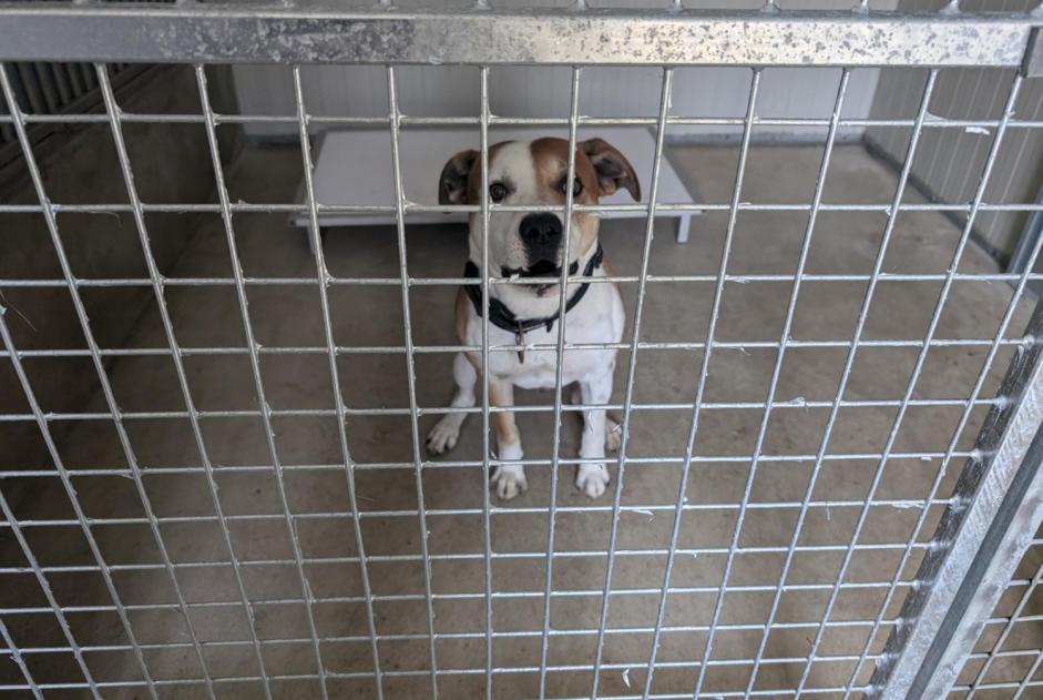 Discovery alert Dog miscegenation Male Vitré France