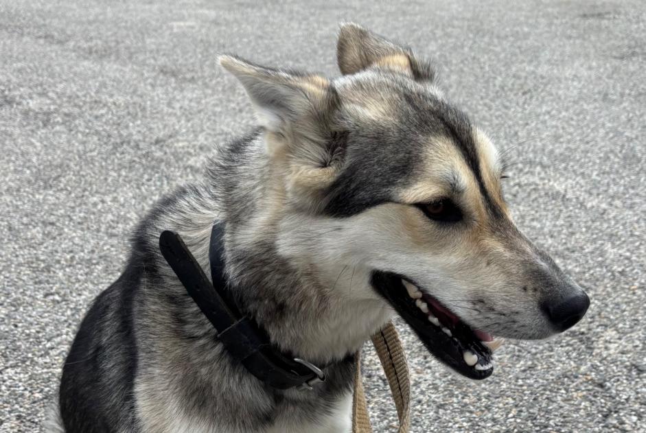 Discovery alert Dog miscegenation Unknown Lalouvesc France