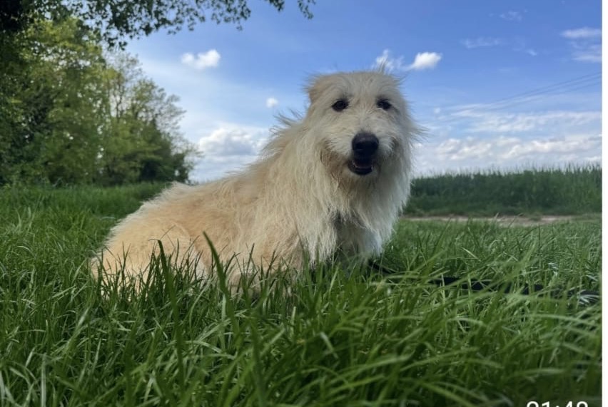 Disappearance alert Dog miscegenation Female , 3 years Saint-Marcel-lès-Valence France