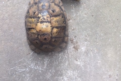 Disappearance alert Tortoise Female , 2025 years Voisins-le-Bretonneux France