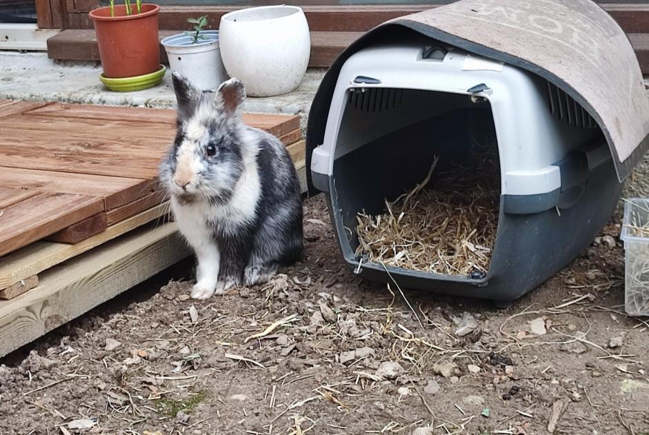 Alerta de Hallazgo Conejo Desconocido Étoile-sur-Rhône Francia