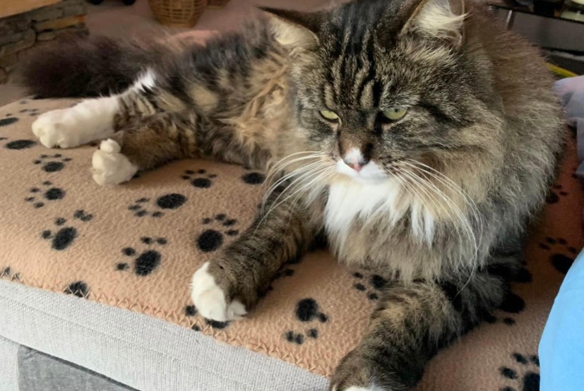 Alerta de Desaparición Gato cruce Macho , 8 años Lugrin Francia Alerta de Desaparición Gato cruce Macho , 8 años Lugrin Francia