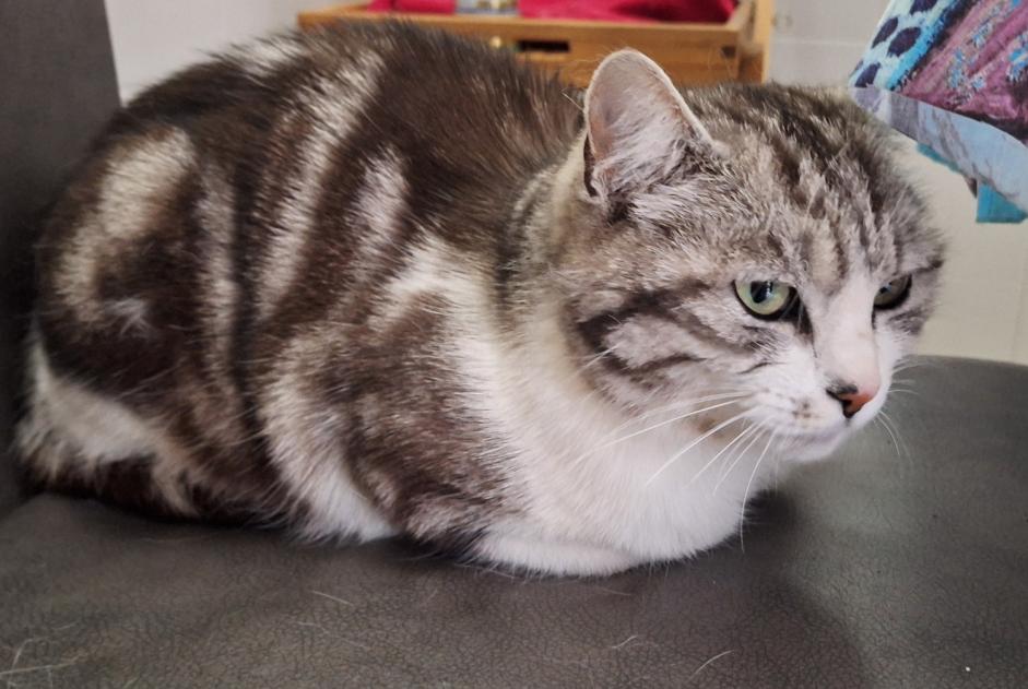 Alerta de Desaparición Gato cruce Hembra , 6 años Caudan Francia Alerta de Desaparición Gato cruce Hembra , 6 años Caudan Francia