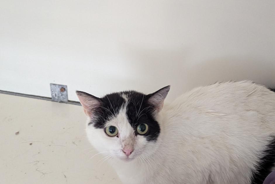 Alerta de Hallazgo Gato Hembra Vitré Francia