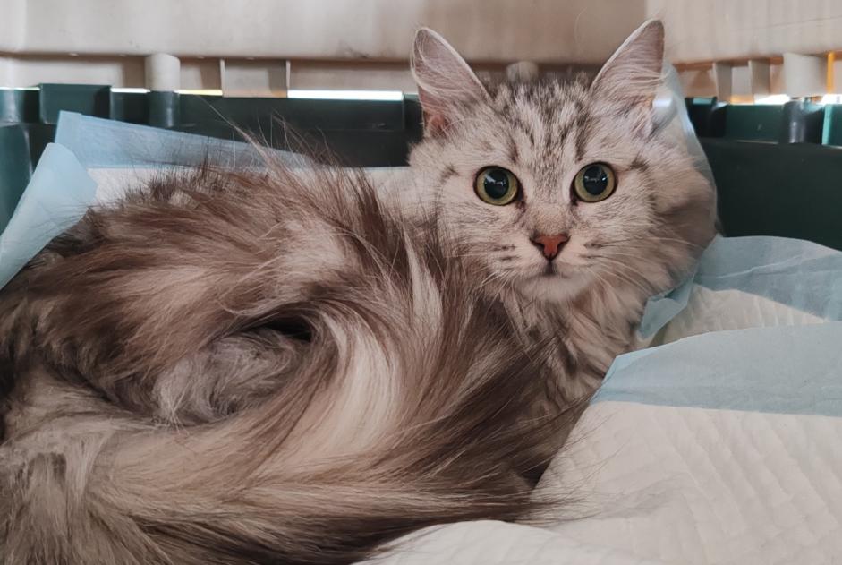 Alerta de Hallazgo Gato cruce Hembra , 2 años Saint-Germain-en-Laye Francia