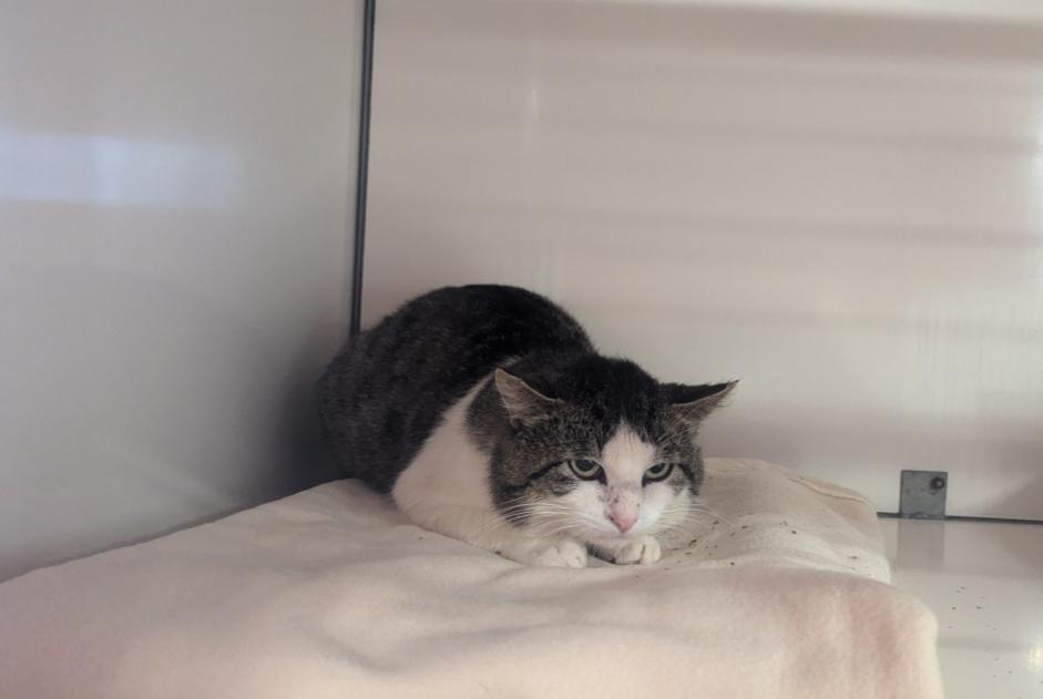Alerta de Hallazgo Gato Macho Visseiche Francia Alerta de Hallazgo Gato Macho Visseiche Francia