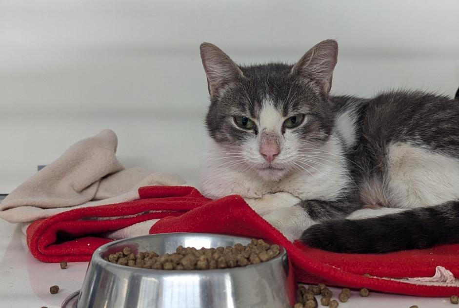 Alerta de Hallazgo Gato Hembra Vitré Francia Alerta de Hallazgo Gato Hembra Vitré Francia