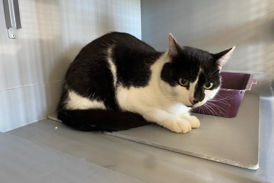 Alerta de Hallazgo Gato Hembra , 2 años Achères Francia Alerta de Hallazgo Gato Hembra , 2 años Achères Francia