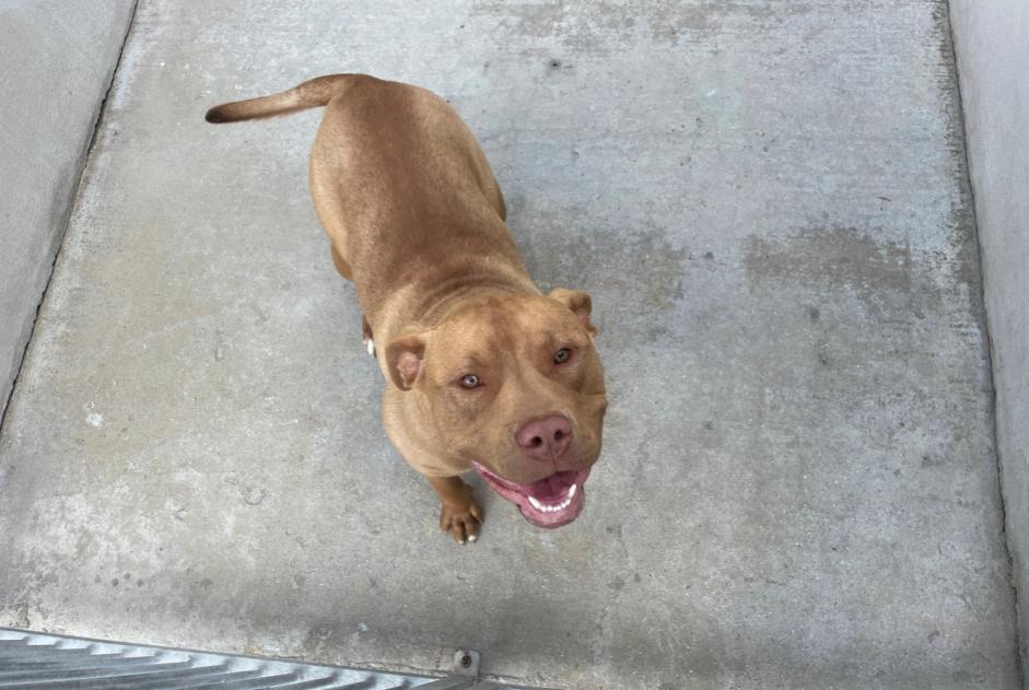 Alerta de Hallazgo Perro cruce Macho , 1 año Chapet Francia Alerta de Hallazgo Perro cruce Macho , 1 año Chapet Francia