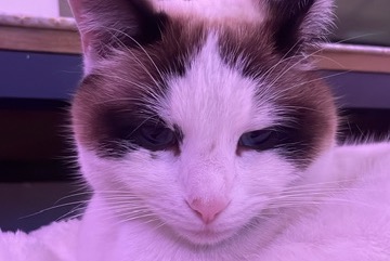 Alerte Disparition Chat croisement Femelle , 3 ans La Motte-Servolex France