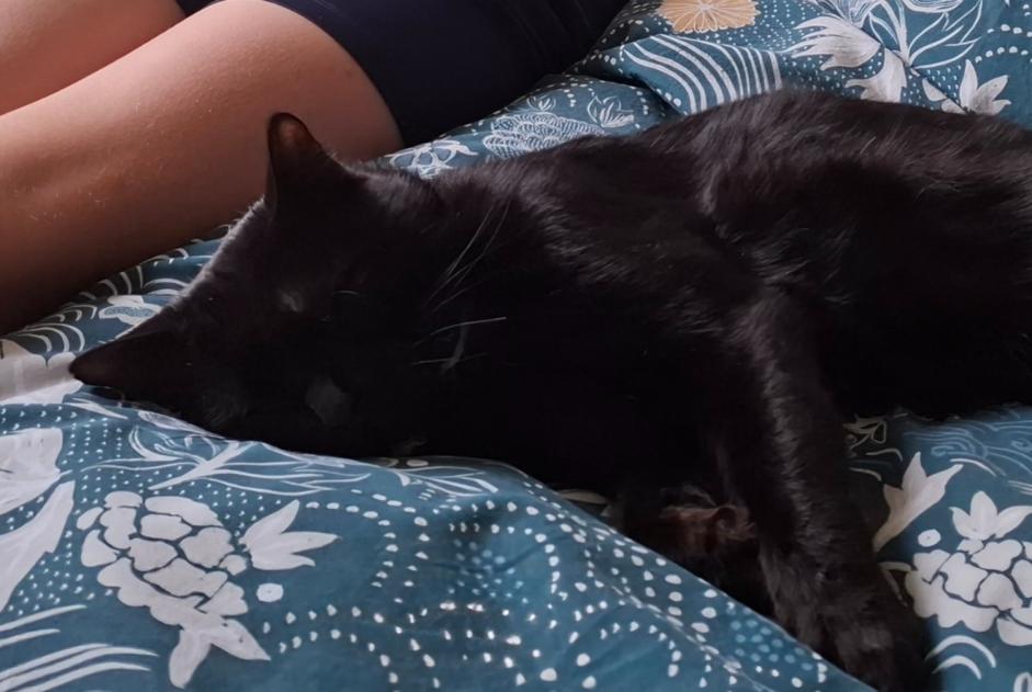 Alerte Disparition Chat Mâle , 2 ans Vougy France Alerte Disparition Chat Mâle , 2 ans Vougy France