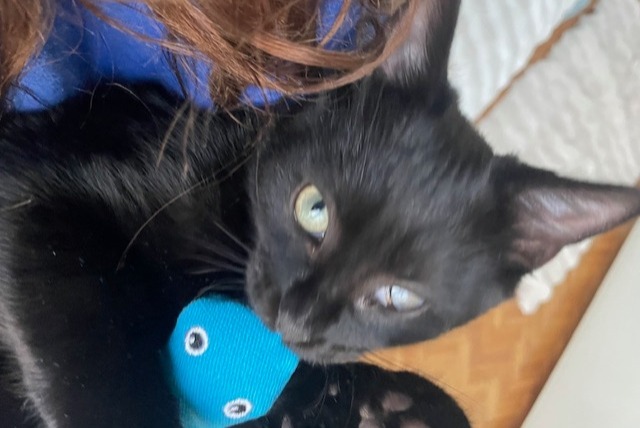 Alerte Disparition Chat Mâle , 1 ans Paris France Alerte Disparition Chat Mâle , 1 ans Paris France