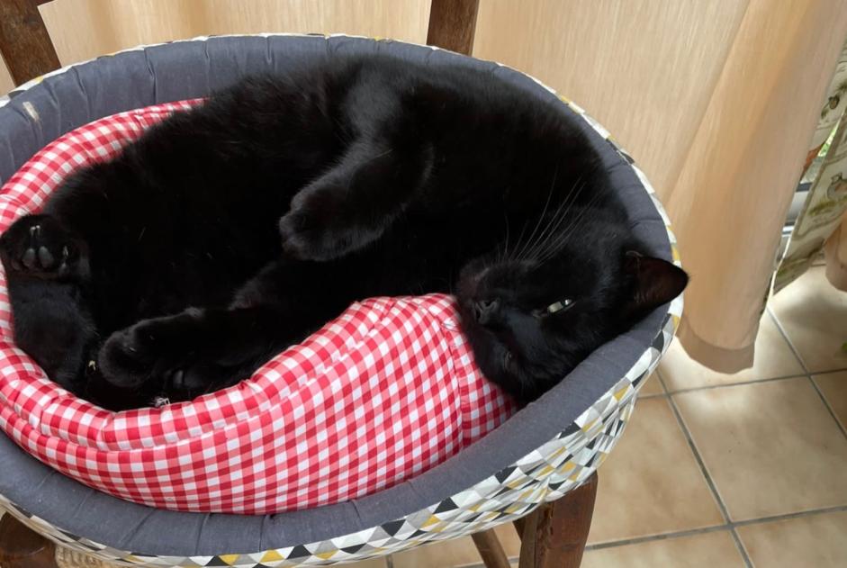 Alerte Disparition Chat Mâle , 5 ans Castelginest France Alerte Disparition Chat Mâle , 5 ans Castelginest France
