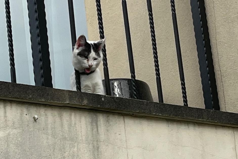 Alerte Découverte Chat Inconnu Savigny-sur-Orge France