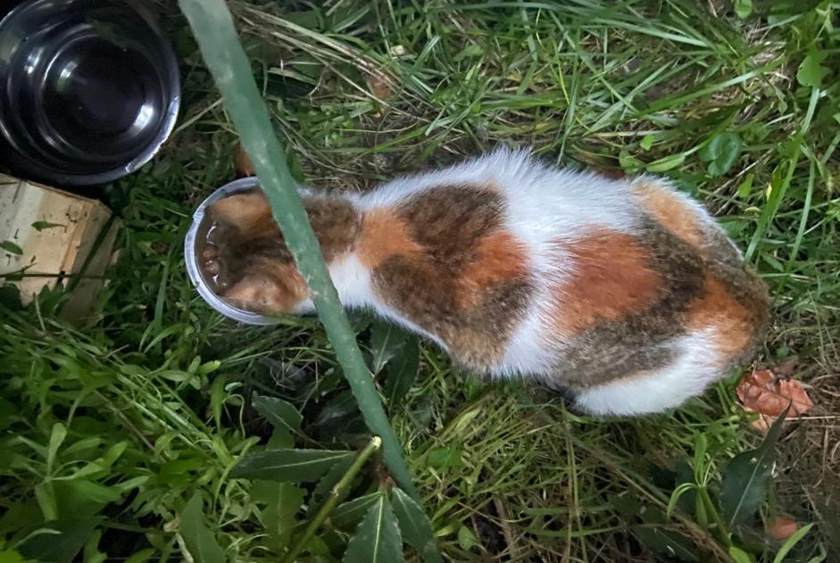 Alerte Découverte Chat Femelle Vannes France Alerte Découverte Chat Femelle Vannes France
