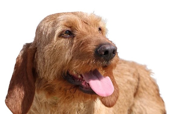 Avviso scomparsa Cane incrocio di razze Maschio , 2025 anni Barcugnan Francia