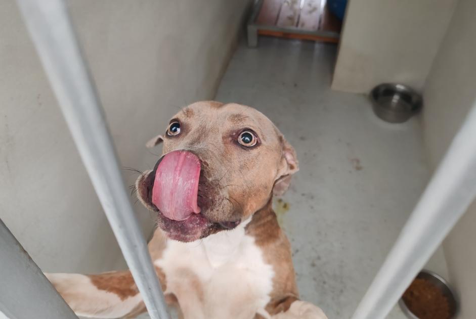 Avviso Ritrovamento Cane incrocio di razze Femmina , 2 anni Houilles Francia Avviso Ritrovamento Cane incrocio di razze Femmina , 2 anni Houilles Francia