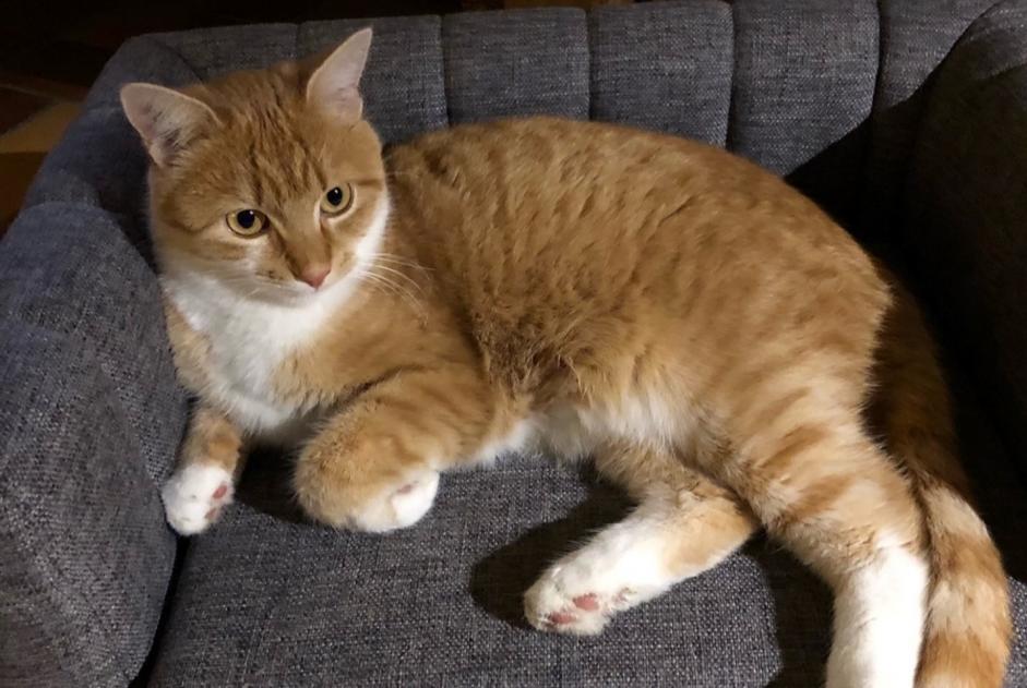 Avviso scomparsa Gatto Femmina , 3 anni Aix-les-Bains Francia