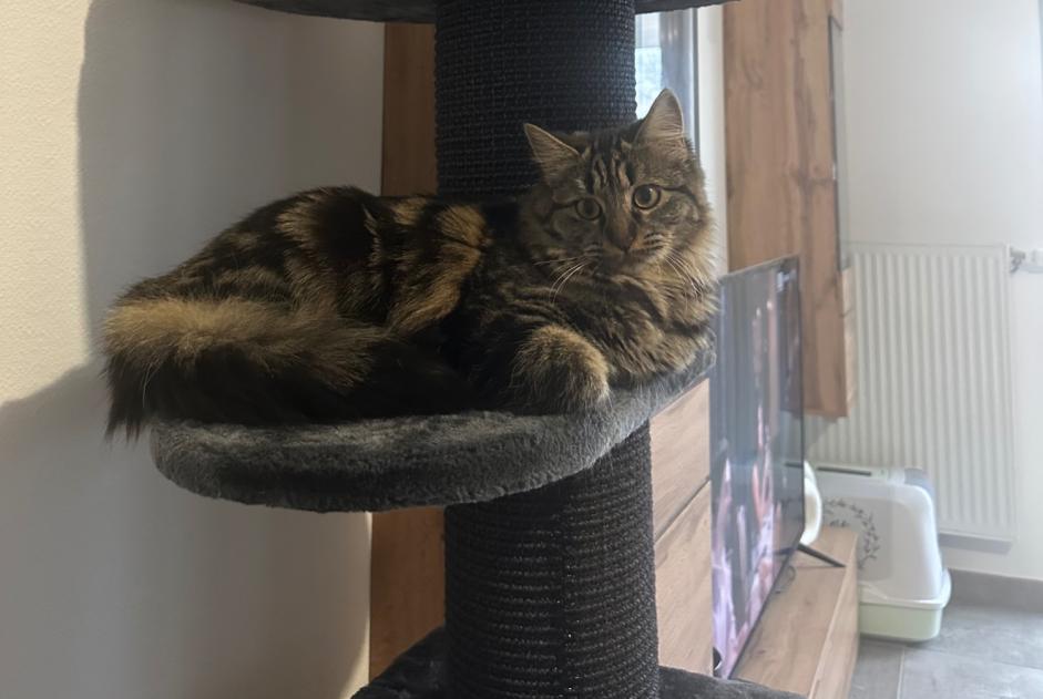 Avviso scomparsa Gatto incrocio di razze Femmina , 1 anni Bourgoin-Jallieu Francia