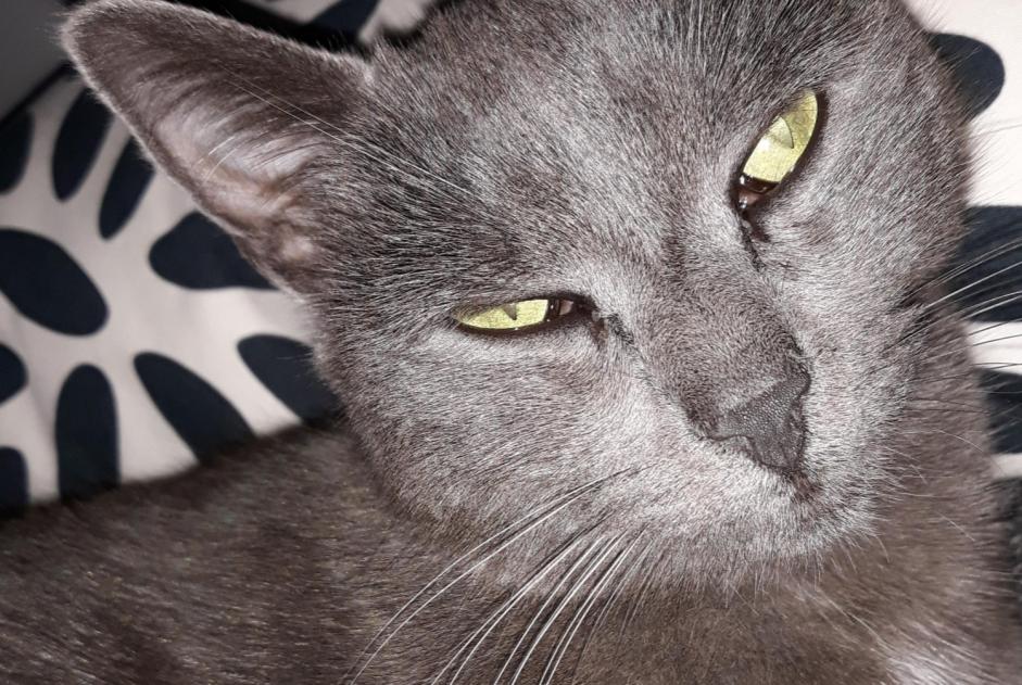 Avviso scomparsa Gatto Femmina , 10 anni Saint-Marcellin-en-Forez Francia Avviso scomparsa Gatto Femmina , 10 anni Saint-Marcellin-en-Forez Francia