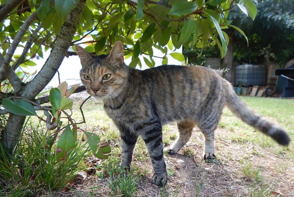 Avviso scomparsa Gatto Femmina , 17 anni Lagnieu Francia Avviso scomparsa Gatto Femmina , 17 anni Lagnieu Francia