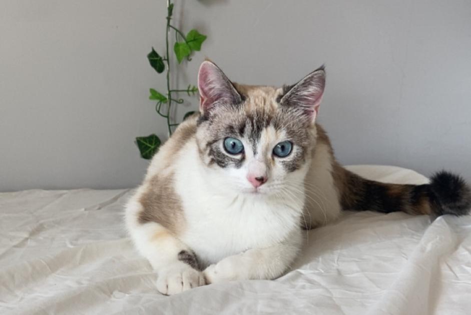 Avviso scomparsa Gatto Femmina , 1 anni Toulouse Francia Avviso scomparsa Gatto Femmina , 1 anni Toulouse Francia