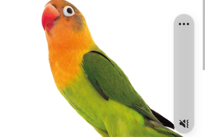 Avviso scomparsa Uccello Maschio , 2025 anni Tulette Francia Avviso scomparsa Uccello Maschio , 2025 anni Tulette Francia