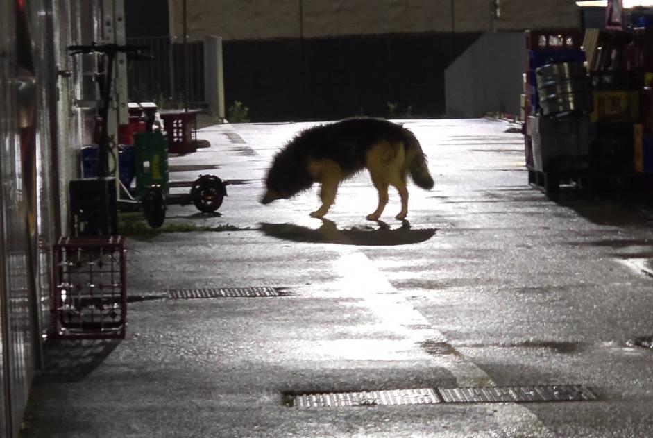 Ontdekkingsalarm Hond rassenvermenging Onbekend Archamps Frankrijk