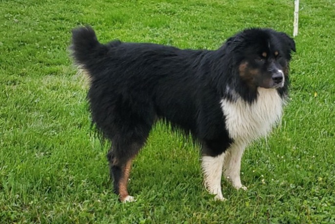 Ontdekkingsalarm Hond Mannetje Val-Revermont Frankrijk Ontdekkingsalarm Hond Mannetje Val-Revermont Frankrijk