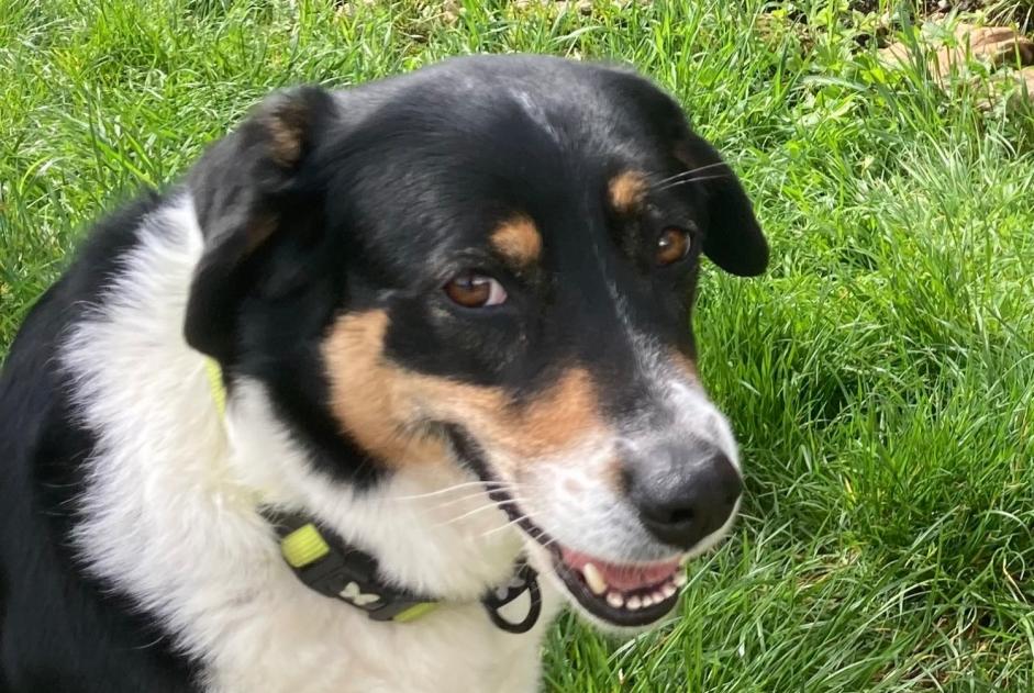 Verdwijningsalarm Hond Vrouwtje , 7 jaar Blyes Frankrijk Verdwijningsalarm Hond Vrouwtje , 7 jaar Blyes Frankrijk