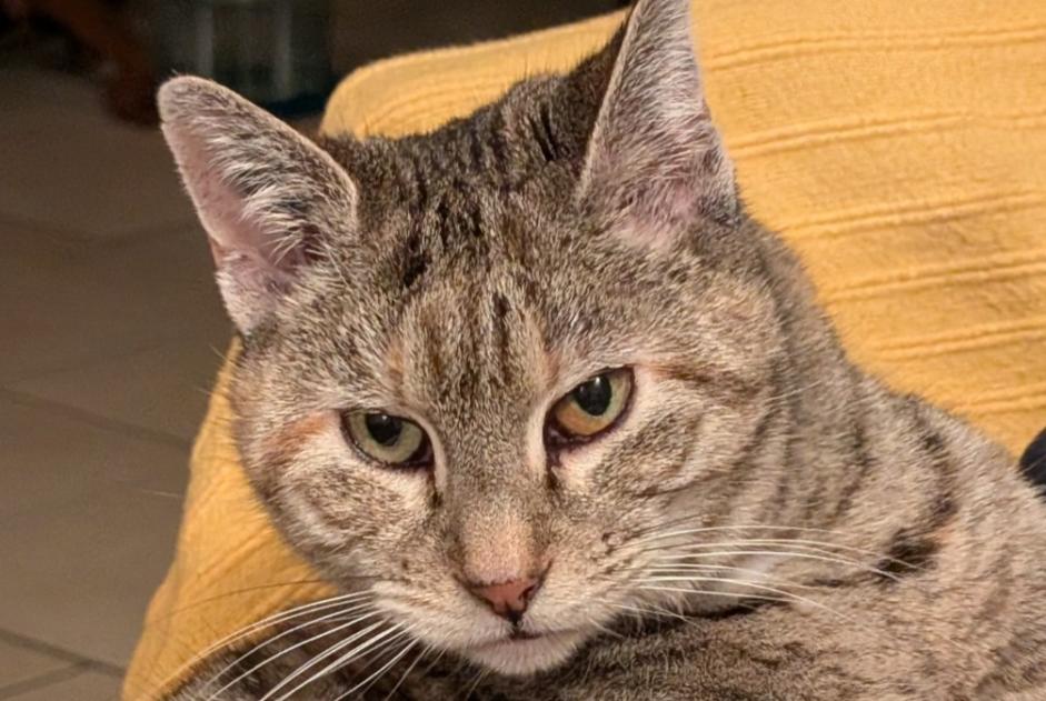 Verdwijningsalarm Kat Vrouwtje , 10 jaar Saint-Maurice-de-Gourdans Frankrijk Verdwijningsalarm Kat Vrouwtje , 10 jaar Saint-Maurice-de-Gourdans Frankrijk
