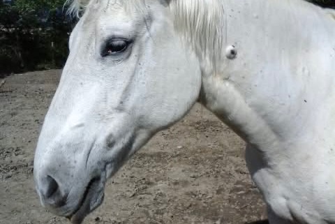 Verdwijningsalarm Paard Vrouwtje , 2025 jaar Sainte-Jalle Frankrijk Verdwijningsalarm Paard Vrouwtje , 2025 jaar Sainte-Jalle Frankrijk