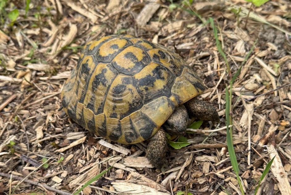 Ontdekkingsalarm Schildpad Onbekend Voisins-le-Bretonneux Frankrijk Ontdekkingsalarm Schildpad Onbekend Voisins-le-Bretonneux Frankrijk