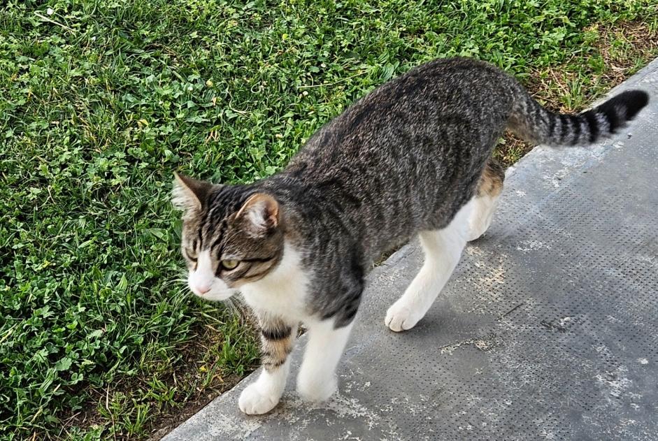 Alerta desaparecimento Gato Macho , 1 anos Saint-Alban France