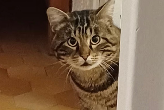 Alerta desaparecimento Gato Macho , 4 anos Valence France Alerta desaparecimento Gato Macho , 4 anos Valence France