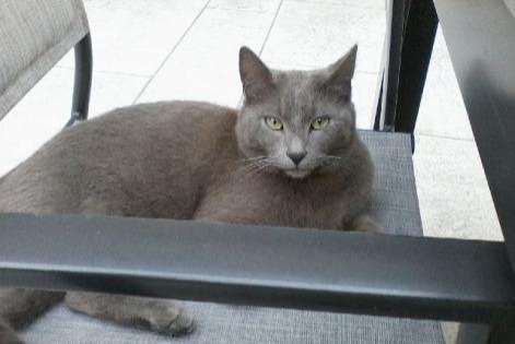 Alerta desaparecimento Gato Macho , 8 anos Saint-Sorlin-en-Bugey France Alerta desaparecimento Gato Macho , 8 anos Saint-Sorlin-en-Bugey France