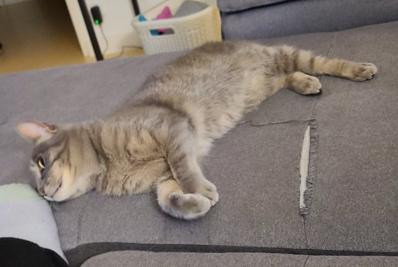 Alerta desaparecimento Gato Fêmea , 9 anos Les Tourrettes France Alerta desaparecimento Gato Fêmea , 9 anos Les Tourrettes France
