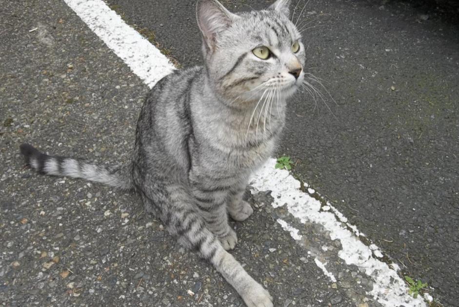 Alerta descoberta Gato  Macho , 2 anos Toulouse France